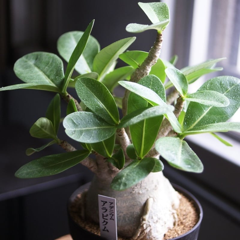 on-lineshop限定販売【各一点モノ現品】アデニウム・アラビカム3Type