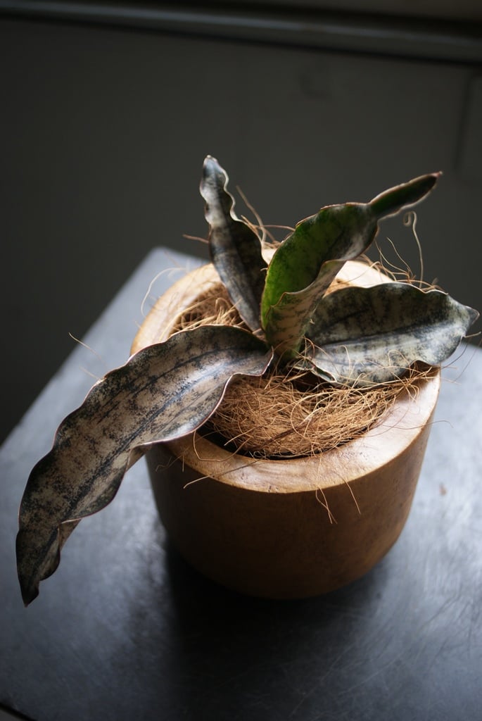 on-lineshop限定販売【レア一点モノ現品】サンスベリア”キルキー