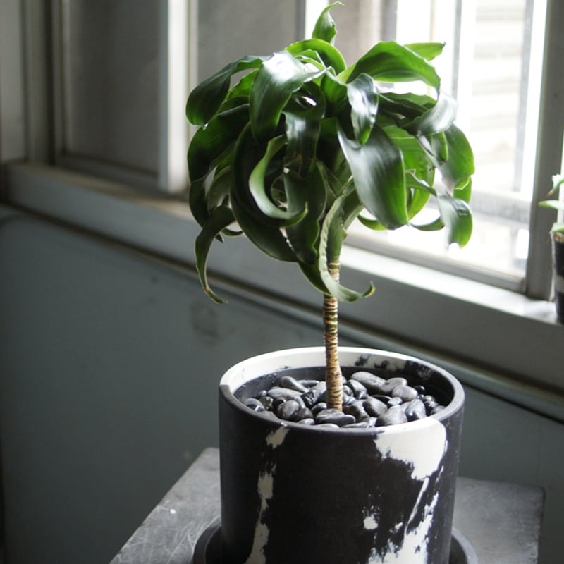 on-lineshop限定販売【レア一点モノ現品】ドラセナ・トルネード Black