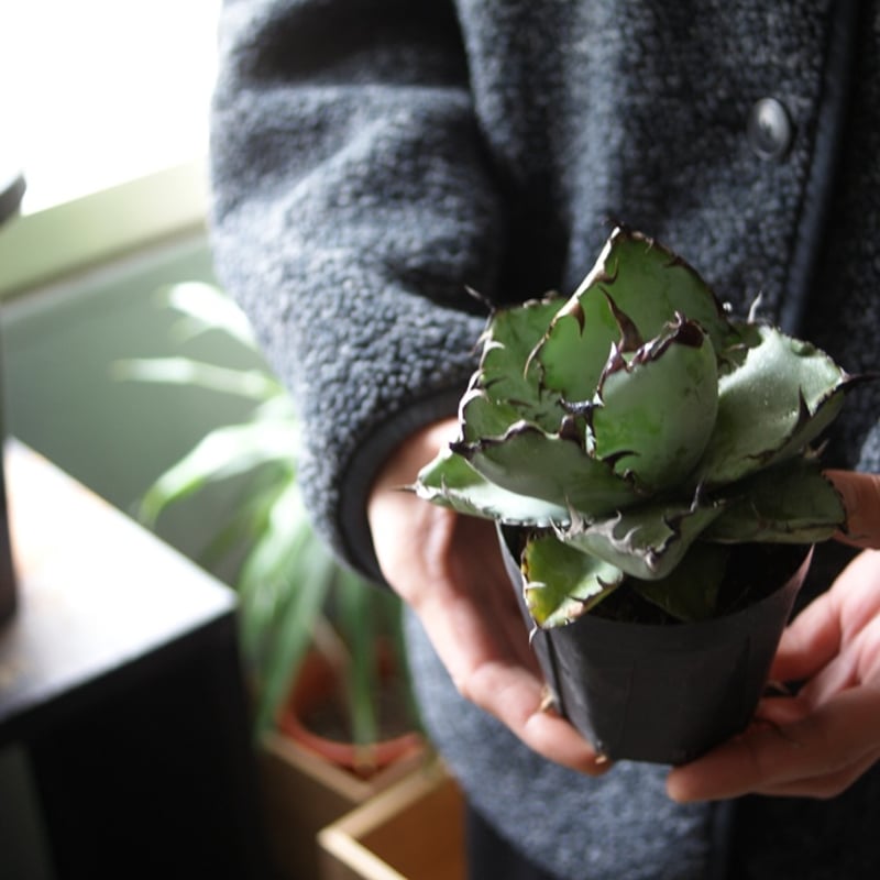 アガベ BB on-lineshop限定【一点モノ現品】アガベBB（ブラックアンドブルー）3号