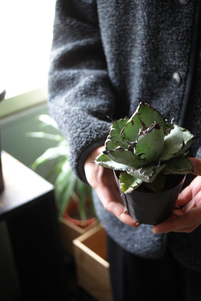 on-lineshop限定【一点モノ現品】アガベBB（ブラックアンドブルー）3号