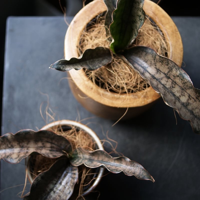 on-lineshop限定販売【レア一点モノ現品】サンスベリア”キルキー