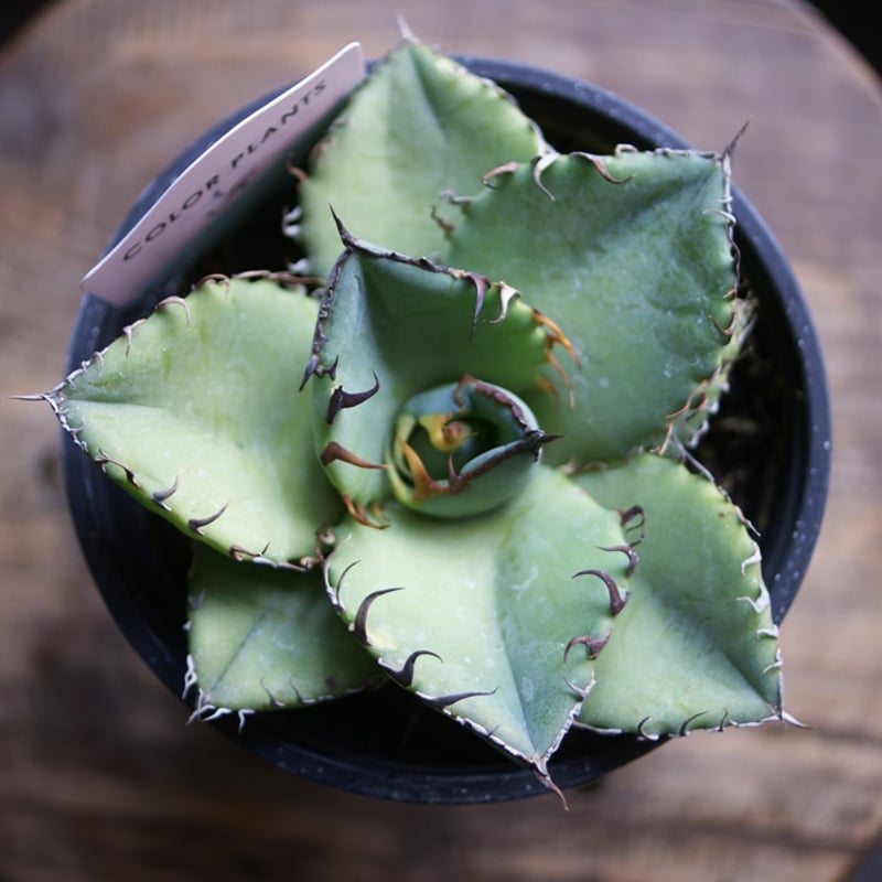 on-lineshop限定販売【レア一点モノ現品】アガベ・チタノタ3.5号国産