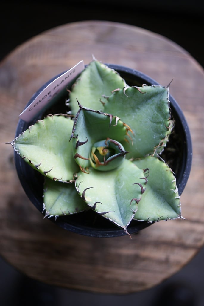 on-lineshop限定販売【レア一点モノ現品】アガベ・チタノタ3.5号国産