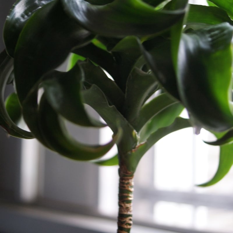 ドラセナ トルネード 8号 希少 希少 斑入り ドラセナ トルネード 8号