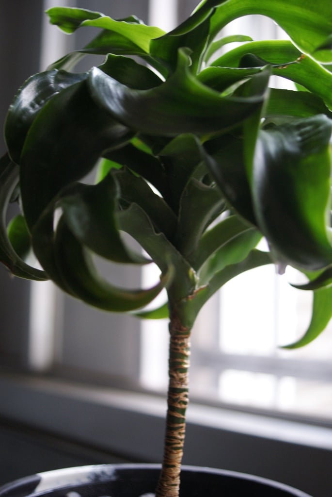 on-lineshop限定販売【レア一点モノ現品】ドラセナ・トルネード Black