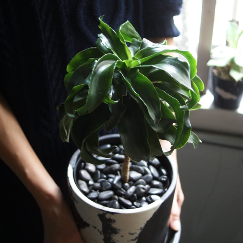 on-lineshop限定販売【レア一点モノ現品】ドラセナ・トルネード Black