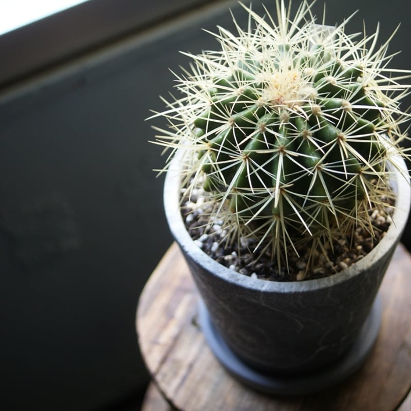 on-lineshop限定【一点モノ現品】サボテン金鯱5号 Gray色マーブル柄