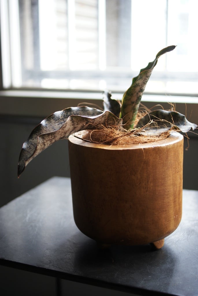 on-lineshop限定販売【レア一点モノ現品】サンスベリア”キルキー