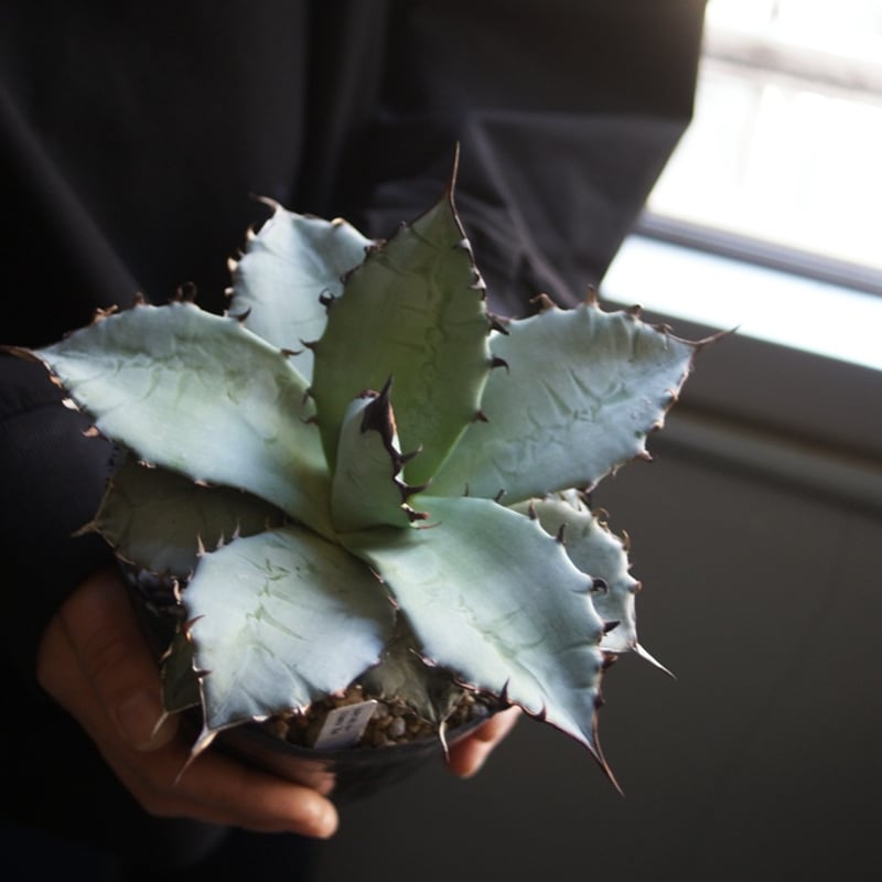 on-lineshop限定販売【レア一点モノ現品ラスト1ヶ】アガベ