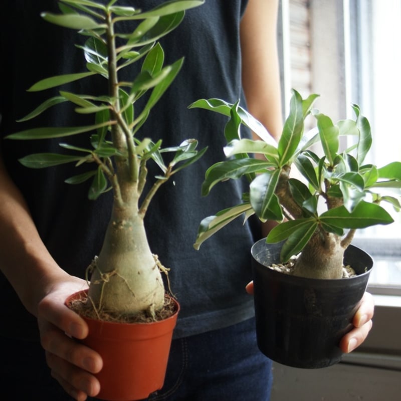 on-lineshop限定販売【各一点モノ現品】アデニウム・アラビカム3Type