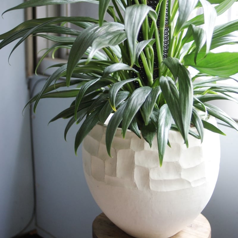 モンステラ 約1.6メートル 8号　現品 Amazon｜観葉植物 モンステラ 8号 【鉢カバー付】｜観葉植物