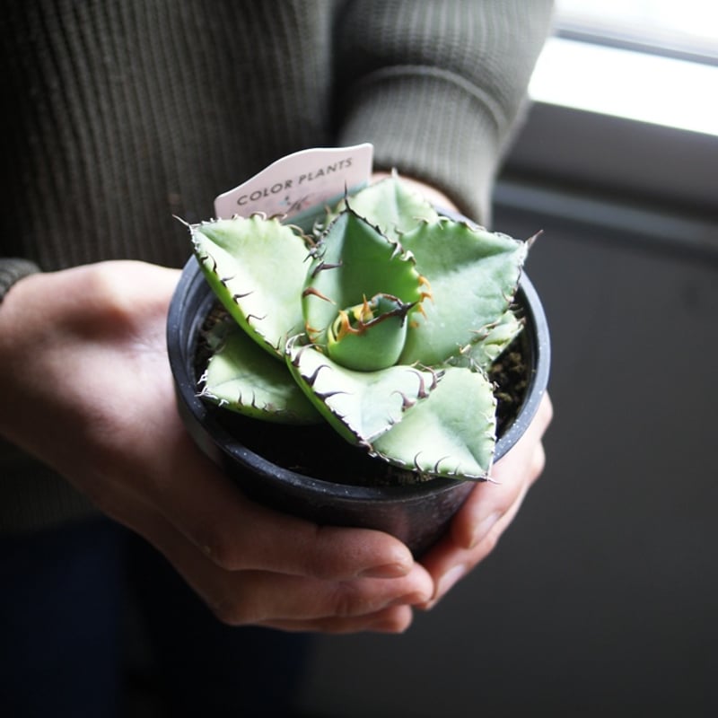 on-lineshop限定販売【レア一点モノ現品】アガベ・チタノタ3.5号国産