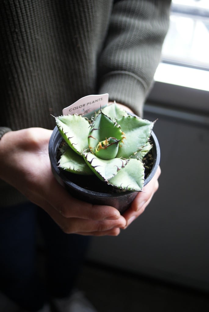 on-lineshop限定販売【レア一点モノ現品】アガベ・チタノタ3.5号国産