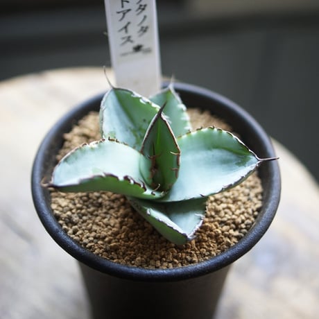 値下げ！アガベ⭐︎チタノタ　ホワイトアイス　6寸 アガベ・チタノタ・ホワイトアイス・スムースエッジ 6号 - 植物