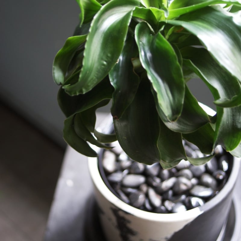 on-lineshop限定販売【レア一点モノ現品】ドラセナ・トルネード Black