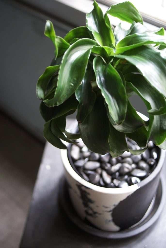 on-lineshop限定販売【レア一点モノ現品】ドラセナ・トルネード Black