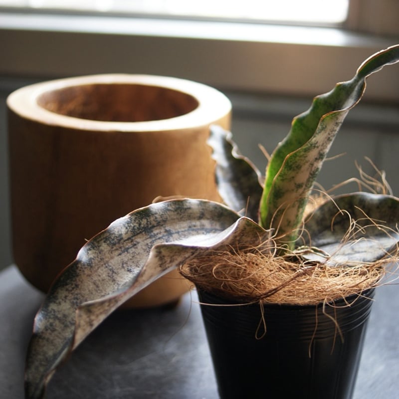 on-lineshop限定販売【レア一点モノ現品】サンスベリア”キルキー