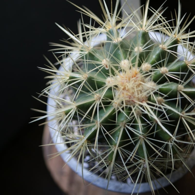 on-lineshop限定【一点モノ現品】サボテン金鯱5号 Gray色マーブル柄