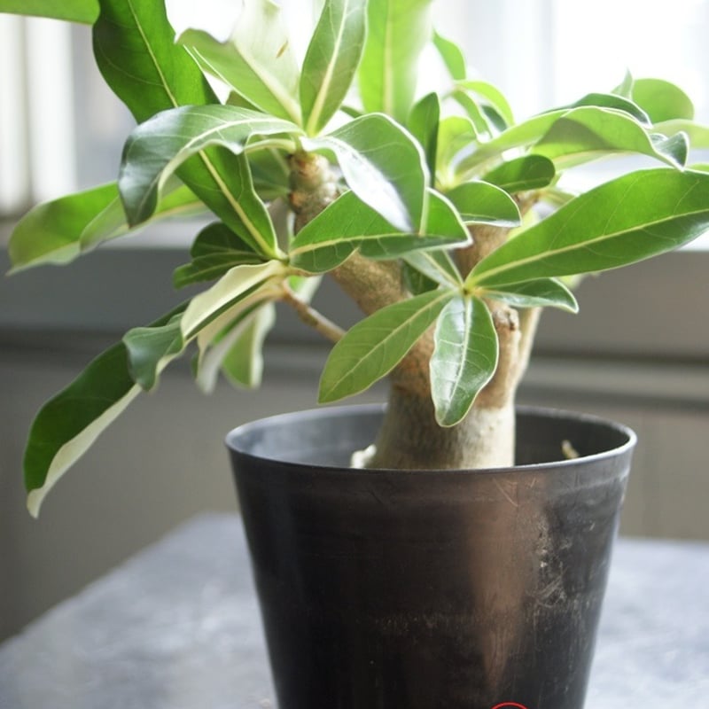 on-lineshop限定販売【各一点モノ現品】アデニウム・アラビカム3Type