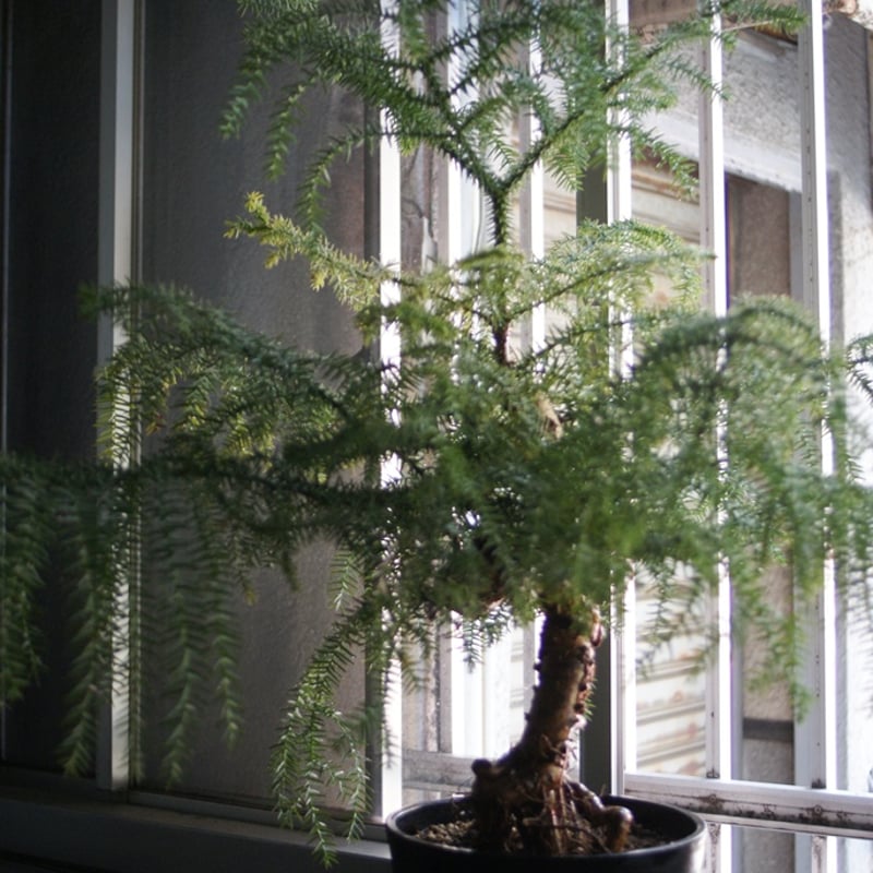 on-lineshop限定販売【レア一点モノ現品ラスト】古木盆栽風アロカリア