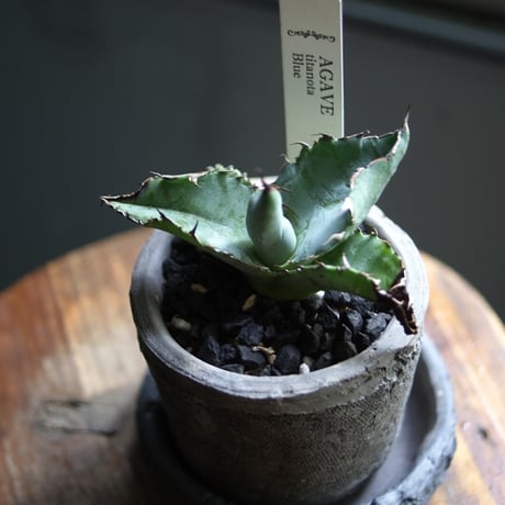アガベ チタノタブルー 種子 500粒 Agave titanota blue アガベ