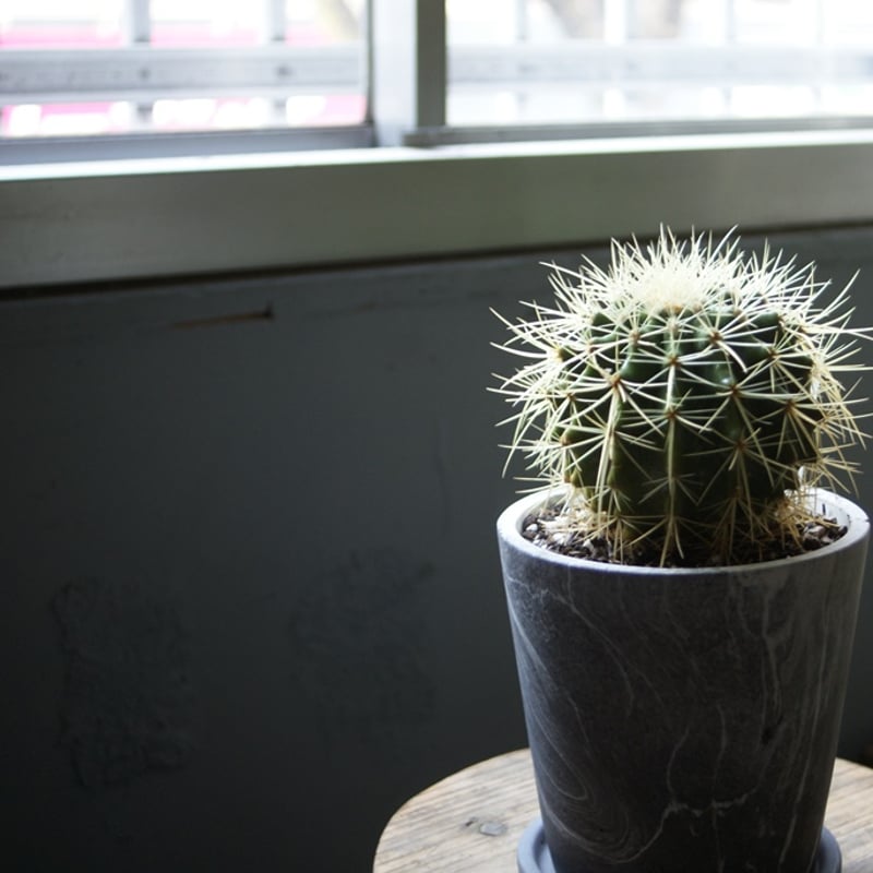 on-lineshop限定【一点モノ現品】サボテン金鯱5号 Gray色マーブル柄