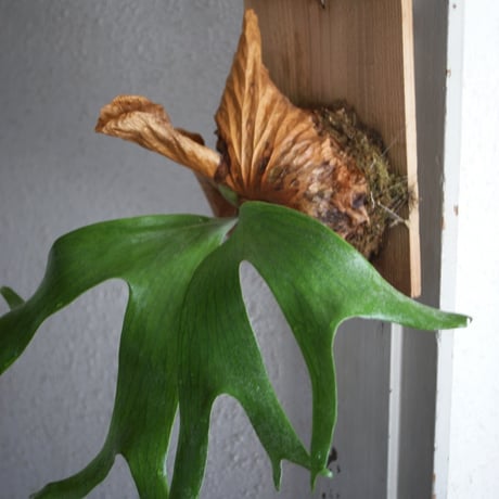 【板付け株】8品種セット/ビカクシダ 板付け株】8品種セット/ビカクシダ ビカクシダ板付け | STORES