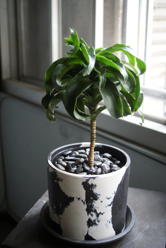 on-lineshop限定販売【レア一点モノ現品】ドラセナ・トルネード Black