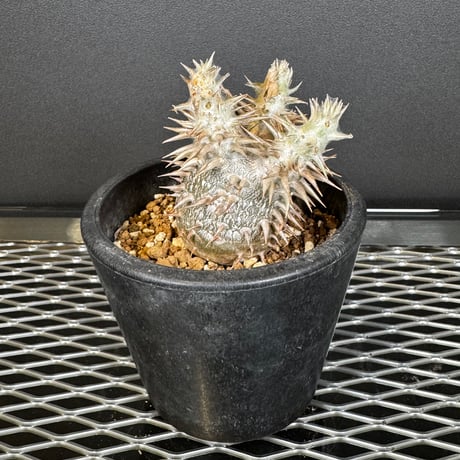 ✴︎値下げ✴︎パキポディウムグラキリス　現地球　丸型　コレクション 発根済】パキポディウム グラキリス 現地球 コレクション株 丸型 短枝