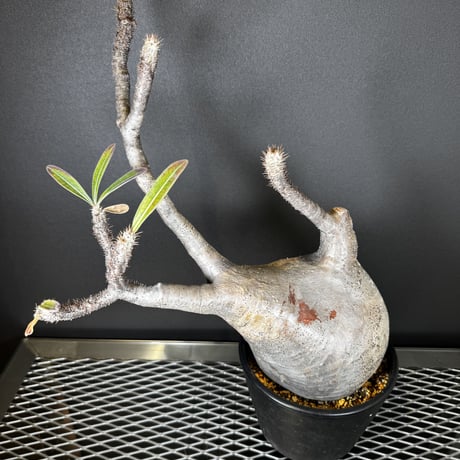 ✴︎値下げ✴︎パキポディウムグラキリス　現地球　丸型　コレクション パキポディウム グラキリス 現地球 パキポディウムグラキリス現地球