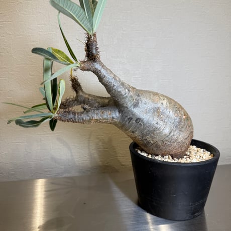 ✴︎値下げ✴︎パキポディウムグラキリス　現地球　丸型　コレクション 発根済】パキポディウム グラキリス 現地球 コレクション株 丸型 短枝