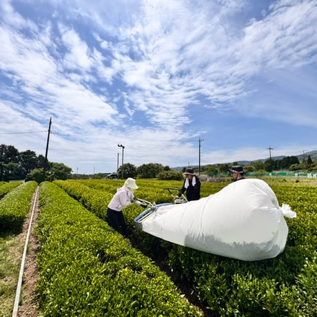 【栽培期間中農薬不使用】南足柄産 日本茶（煎茶）｜凛としたお茶（60g）