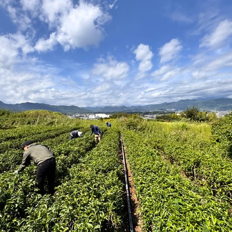 【栽培期間中農薬不使用】南足柄産 日本茶（煎茶）｜凛としたお茶（180g）JAPAN TEA 蘭字デザイン缶  「茶」