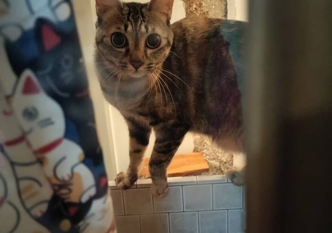 黒猫ミント様 猫3兄弟 トートバッグ大【kuro】(13274) – 株式会社 セラミック藍