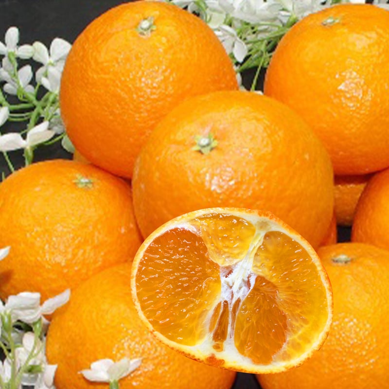 ⑩【小玉】紅マドンナ同品種 愛果28号 まどんな 紅マドンナ（愛媛果試