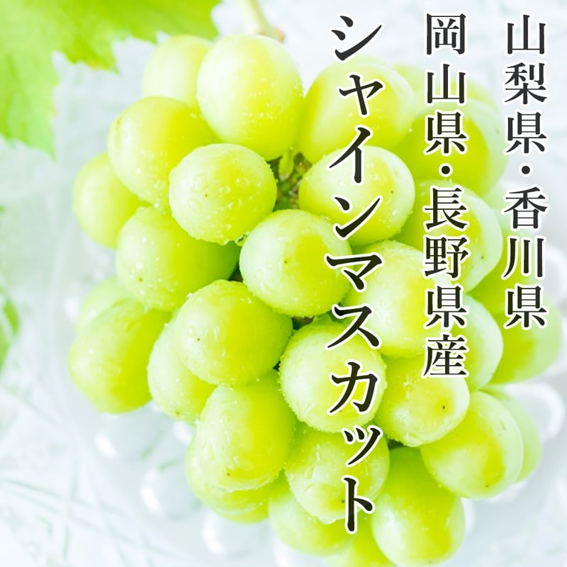 超特価セール開催!! 国産 シャインマスカット 高級百貨店に陳列 贈呈品ランク ぶどう ぶどう