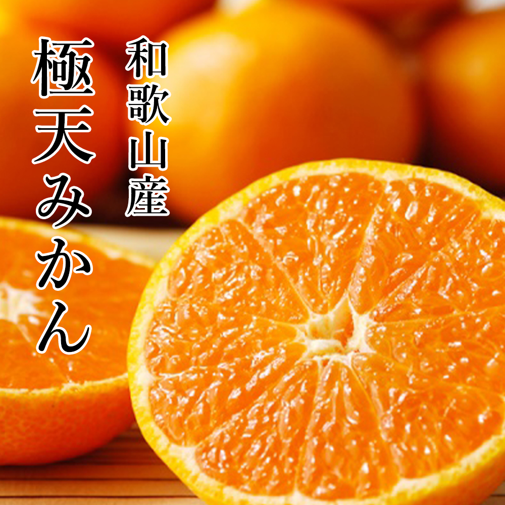 極天みかん 和歌山県産 樹上でしっかりと完熟するまで生育させた「木熟