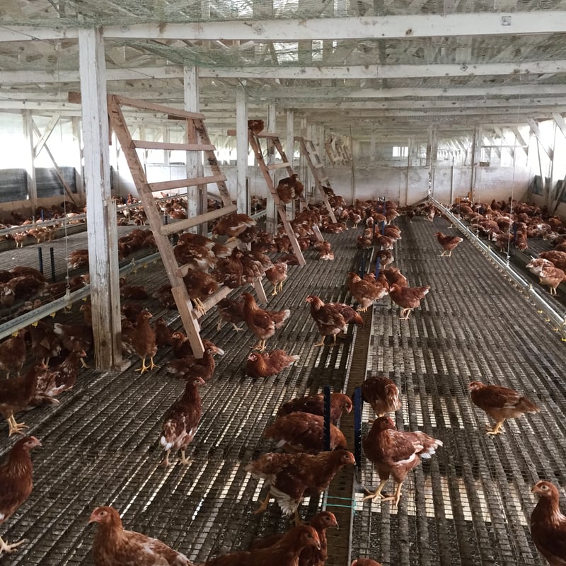 平飼い卵 30個 | 豊の国平飼い卵自然農園