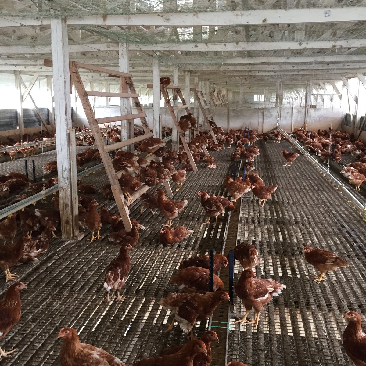 平飼い卵 30個 | 豊の国平飼い卵自然農園