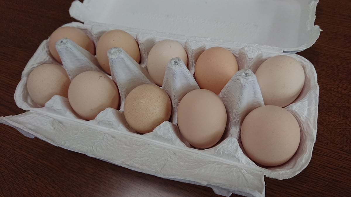 烏骨鶏の卵　平飼い卵　40個 烏骨鶏卵 30個 | 豊の国平飼い卵自然農園