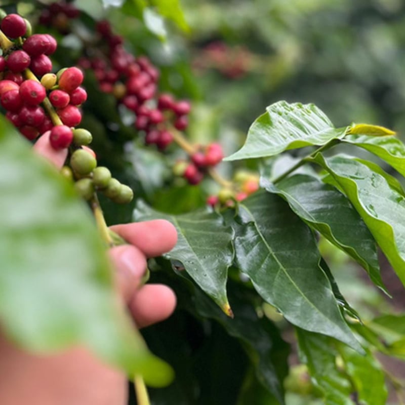 爆安!!【コーヒー生豆】グアテマラSHB ウォッシュド15kg※送料無料 爆安