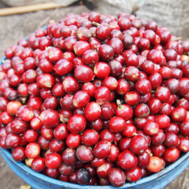 タンザニア キリマンジャロ AA カラツ•エステート 中深煎り | 一雨珈琲