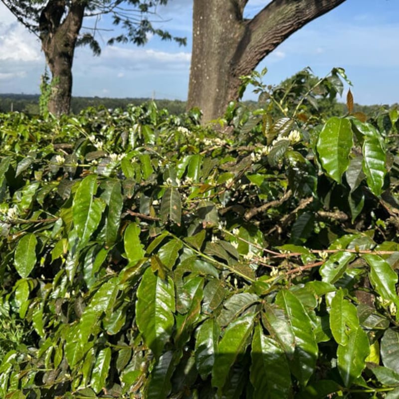 タンザニア キリマンジャロ AA カラツ•エステート 中深煎り | 一雨珈琲
