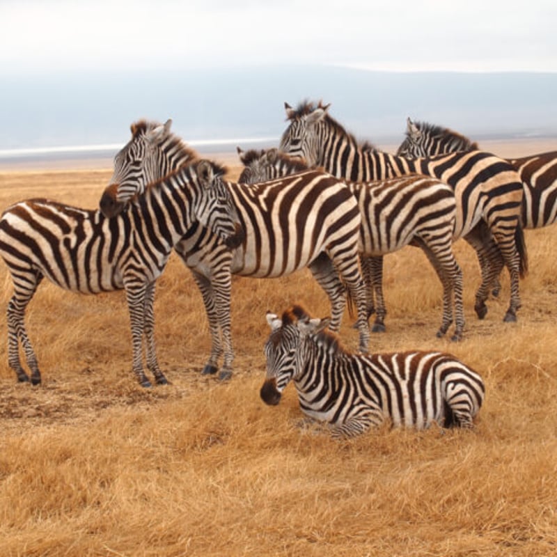 タンザニアキリマンジャロ タンザニア キリマンジャロ AA カラツ•エステート 中深煎り | 一雨珈琲
