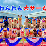 わんわんサーカス