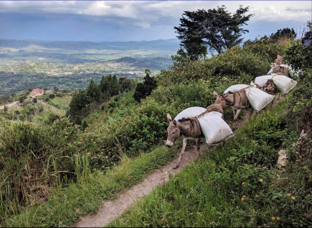 Uganda Rwenzori Donki African Moon Natural / ウガ