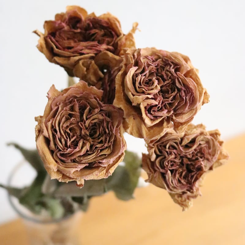 クォーターロゼット咲のピンクのバラ5本 | Relier(ルリエ) online store