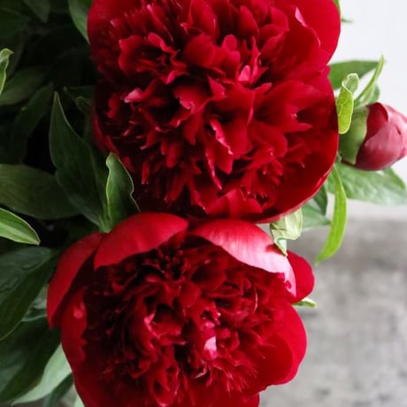 【店舗引取り】お花の入荷日に合わせてお届けする、フレッシュなお花のミニブーケ・Sサイズ