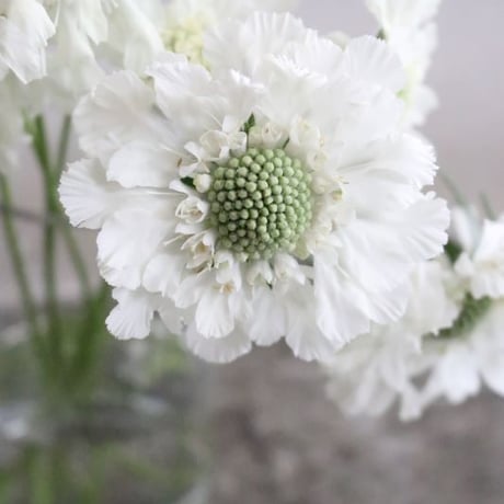 【店舗引取り】お花の入荷日に合わせてお届けする、フレッシュなお花のミニブーケ・Mサイズ
